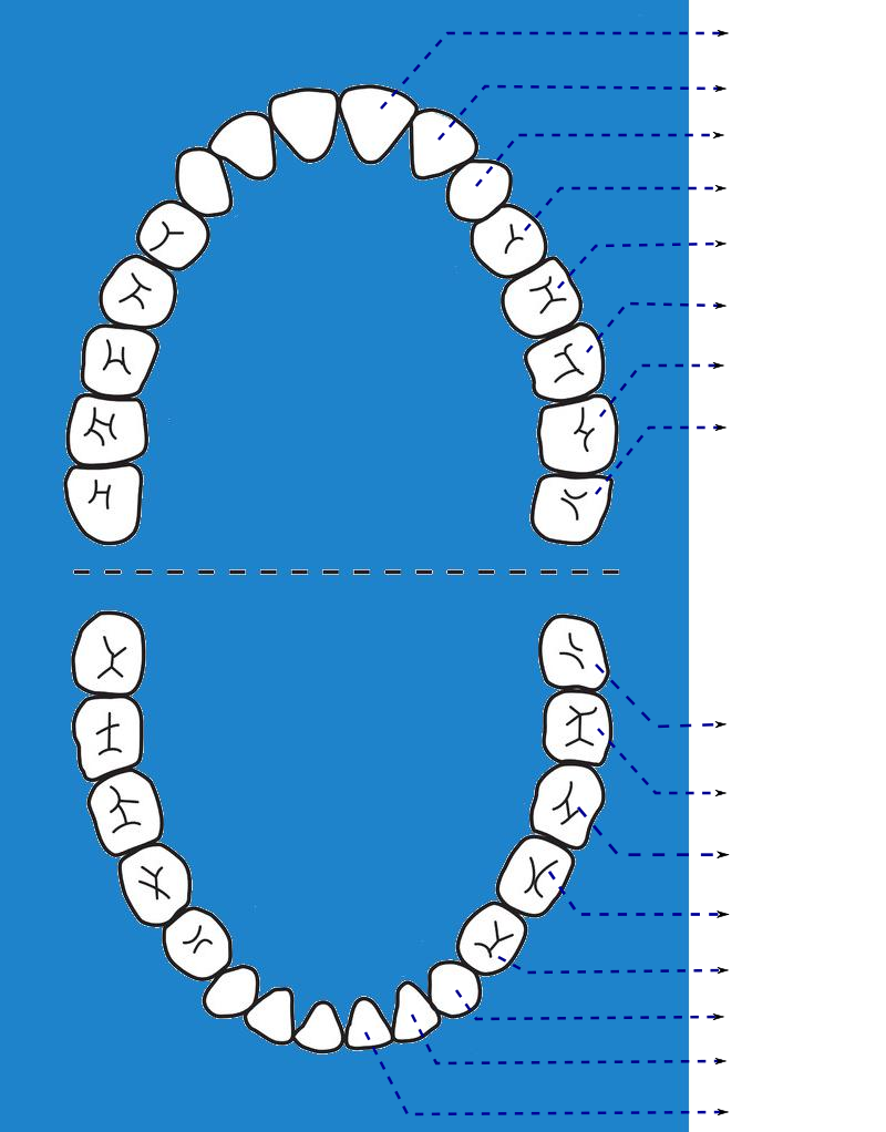 Les dents de lait